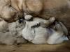 Puppy pile