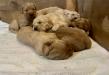 Puppy pile