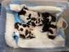 Two males $1500 each and two females $2000 each remain.