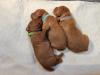 3 boys and 4 girls. 

Both the sire and dam have respected field titles and NAVHDA titles. Both have the health tests complete with Good Or Excellent hips and elbows.  OFA can be shown upon request. 


If you are looking for a hunting companion that will have that off switch we all love, these pups will have it. 