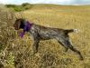 Dam - Stonyridge Nimble Nikita