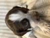 Liver roan male