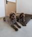 Both Sire (left) and Dam (right)