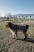 Sire (Arlo)