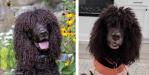 Sire:  "Reef"
GCH CH Chantico's Shelter From The Storm CD RA MX AXJ MXP4 MXPB MJP4 MJPB PAX XF MFP DS 

</p>

Dam:  "Talle"
CH, U-SHR Ballyhoo's Talle O'Hogan JH DJ DS TKN CGC 


