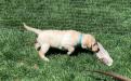 Pup from Carly's previous litter on tripod point at 4 1/2 weeks