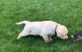 Pup from Carly's previous litter on live birds at 5 1/2 weeks