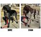 SIRE- black roan, DAM-liver and ticked