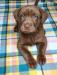 Chocolate female Molly