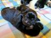 2 of the puppies