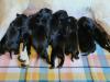 The litter of puppies