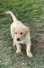 Nine week old male