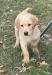 Nine week old male