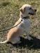 SHR Flushing Kimber&#39;s Whisper Willow