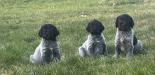 A few of this years puppies see YouTube channel for weekly weights individual pictures and videos see RJS Griffs on YouTube. Links available on our website as well. Looking forward to talking to you about your future hunting partner and family member.