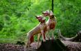 Weimaraner - Ducissa vom Dragonersgrund and Bacchus Bento vom Grauen Ursprung