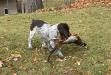 retrieving