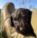 Reserved~Curly coat, Dark chocolate girl, Green collar, 3 weeks old
