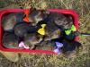 All girls, 3 weeks old