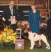 Blitz, sire of upcoming litter