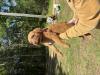 This is a little video of the whole litter in our backyard. We play with them every day.