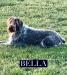 Our Dam, Bella; 4-years old.