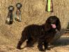 Sire working towards SHR title in UKC. 