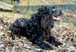 Sire in the shade with Black collar Male