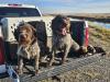 Axel and Love Pheasant 
