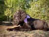 Purple Collar Female 5 weeks old