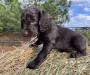 Blue Collar Male 5 weeks old