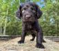 Blue Collar Male 5 weeks old