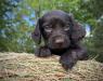 White Collar Male 5 weeks old