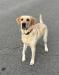 Scarlett close up. She is a fetch monster.  We think she conforms to the Labrador standard very well