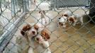 Orange & White Puppies