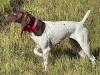 Halo0 Pup from previous breeding 