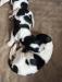 pups