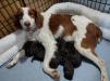 Brittany dam with her last litter of Brittkins