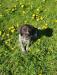 Isla grass girl
