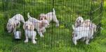 Puppies at 8 weeks old. 