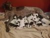 Here's Aayla and her amazing litter of 11