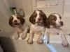 center puppy 