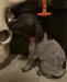 puppy from current litter 