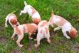 11 weeks old 5 males 4 females $750 AKC REGISTERED. Call if interested we will be glad to share more details 