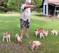 Training on Quail Wings 5 males 4 females very interested in pleasing 