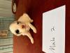 Male puppy