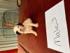male puppy