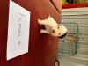 Female puppy
