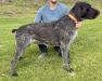 Kenai (Sire)