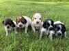 Male Puppies